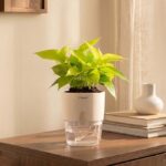 Kyari Golden Money Plant Indoor Live Plant with White Self Watering Pot 4 Inch